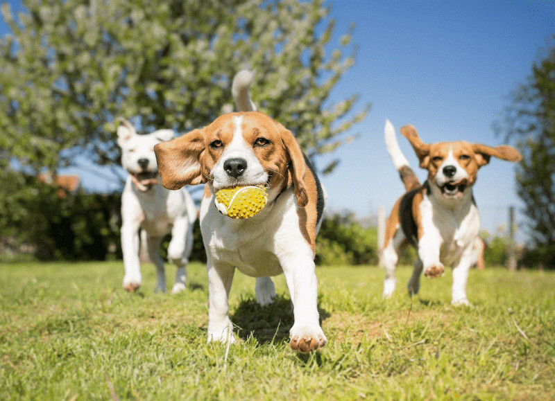 Best Dog Parks in Needham